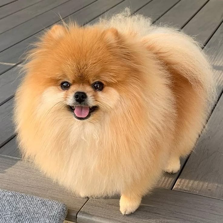 ANIMALS & PET SUPPLIES